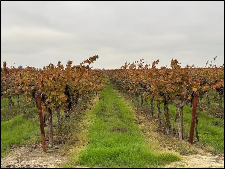20303 Lincoln Road Chowchilla, CA 93610 - Photo 5 of 14 a view of a bunch of trees