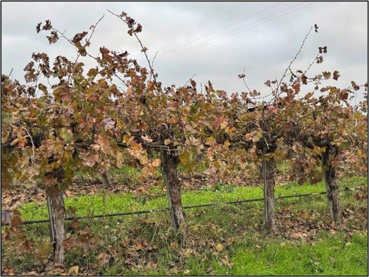 20303 Lincoln Road Chowchilla, CA 93610 - Photo 6 of 14 a view of a yard