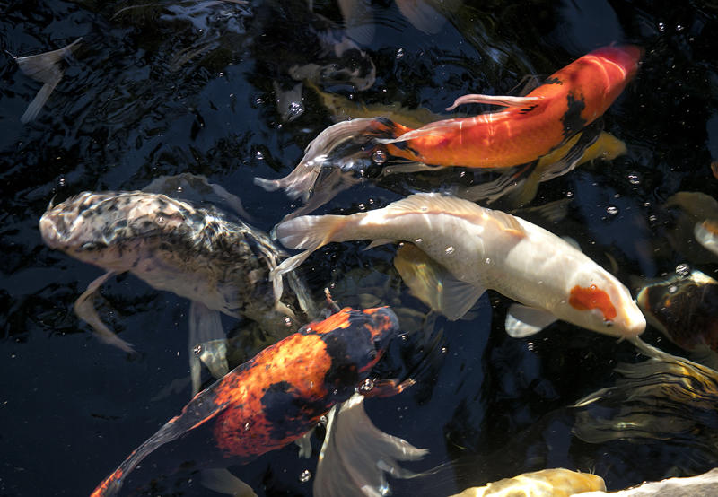 655 El Bosque Road Santa Barbara, CA 93108 - Photo 26 of 28 26-655ElBosque_17-Koi Pond