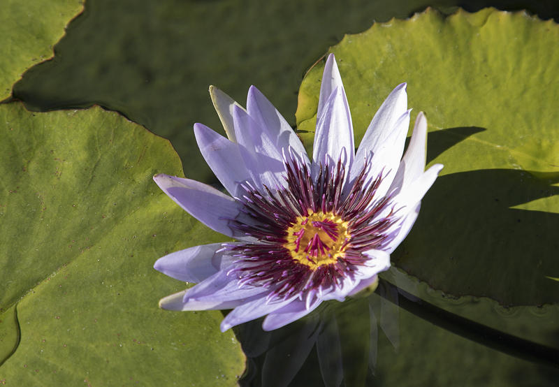 655 El Bosque Road Santa Barbara, CA 93108 - Photo 27 of 28 27-655ElBosque_22-Lily Pad