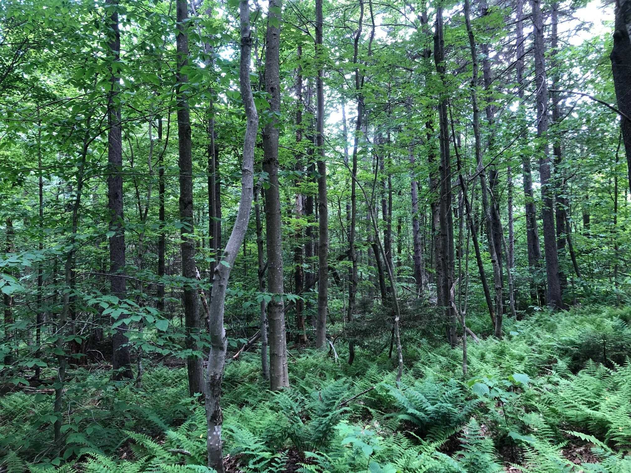 12 Timberview Road West Dover, VT 05356 - Photo 6 of 7