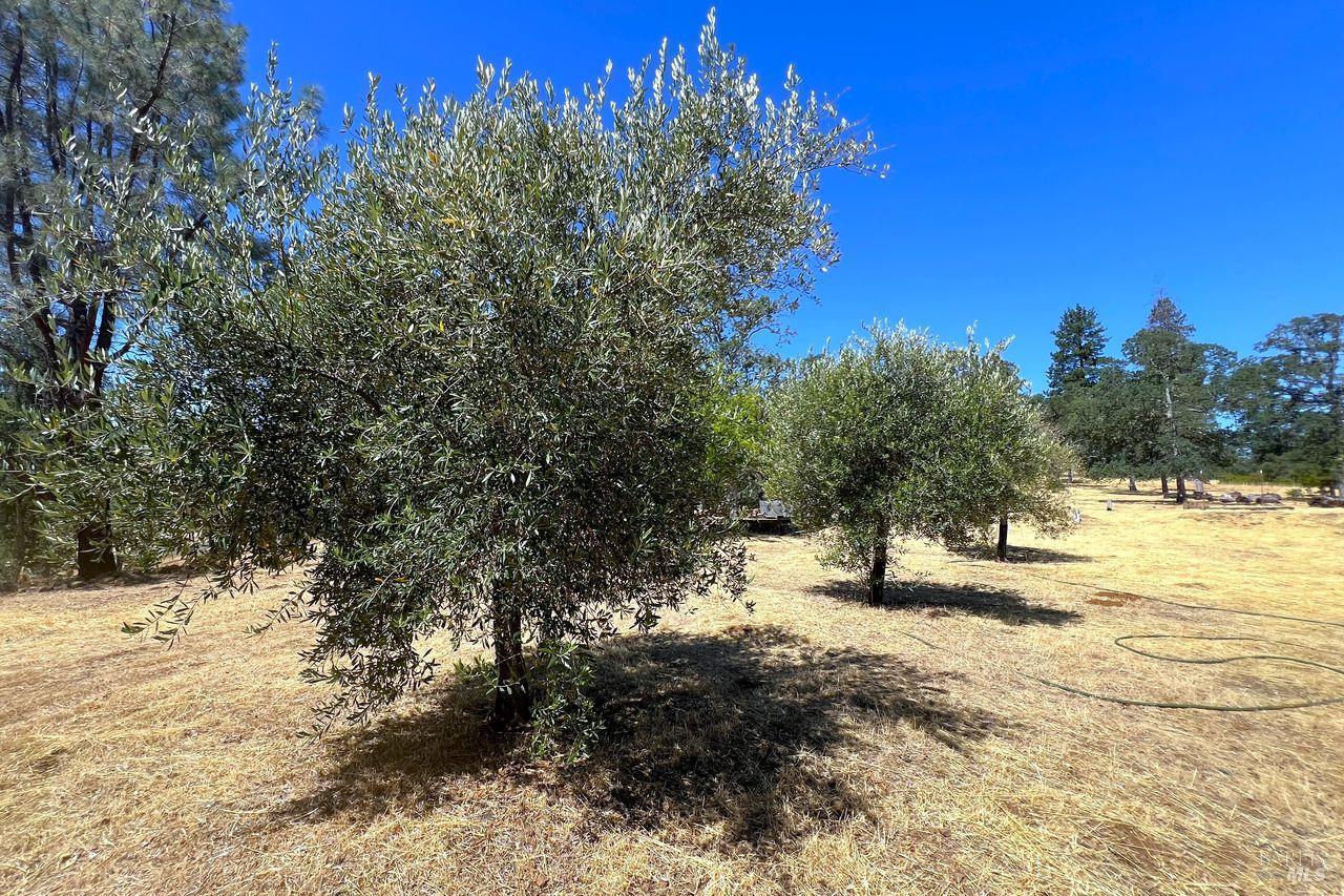 17277 Butts Canyon Road Middletown, CA 95461 - Photo 31 of 41 a view of a yard with a tree