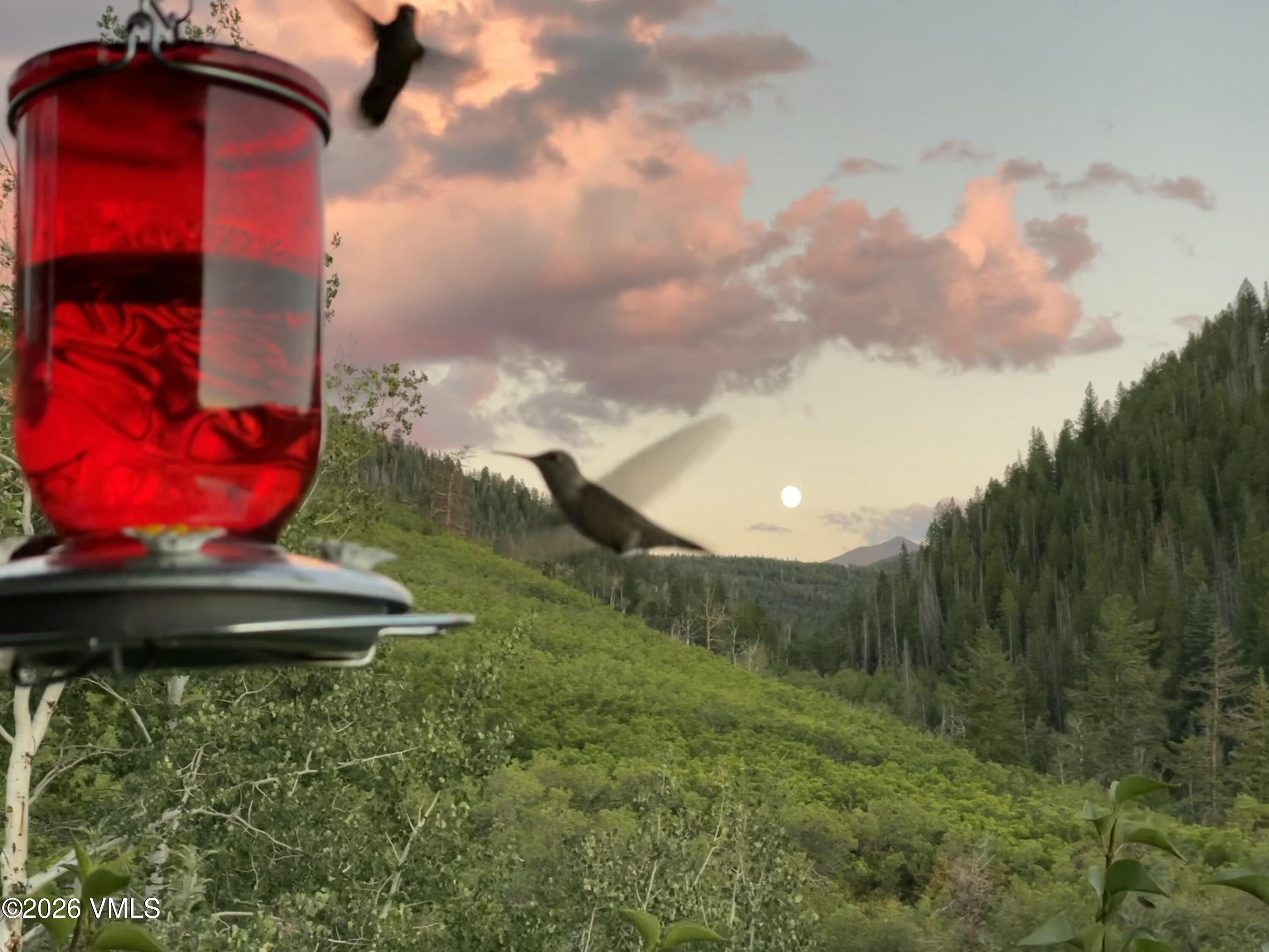 6010 Salt Creek Road Eagle, CO 81631 - Photo 42 of 69 New York Mountain and Hummingbirds