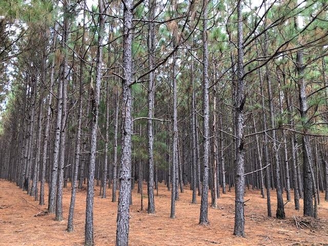 0 Barlow Road Cochran, GA 31014 - Photo 11 of 21