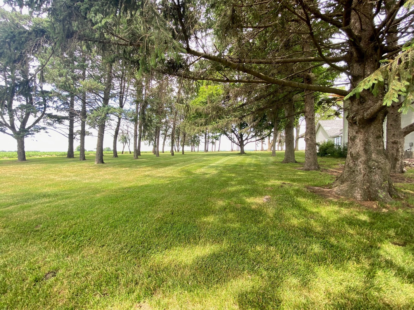 174 Kilgore Road Dixon, IL 61021 - Photo 7 of 55 a big yard with lots of trees