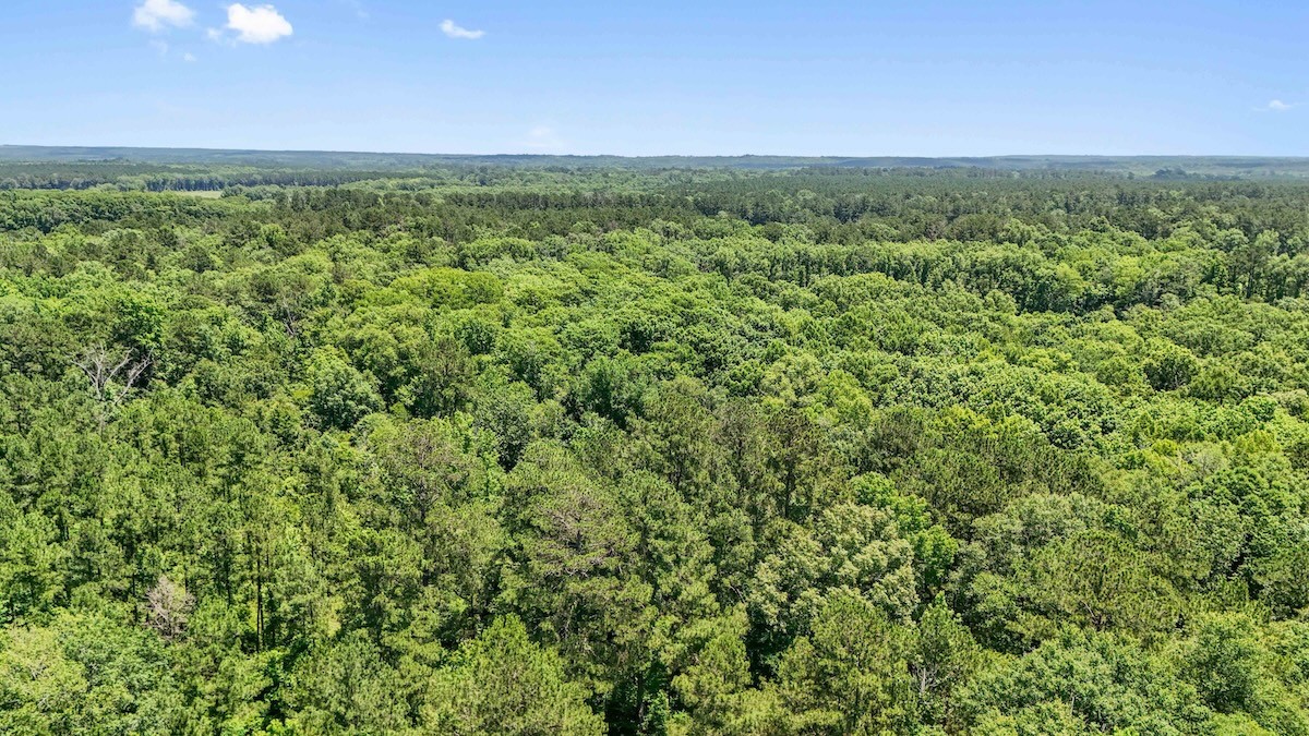 Tbd Hickman Road Burkeville, TX 75932 - Photo 12 of 45