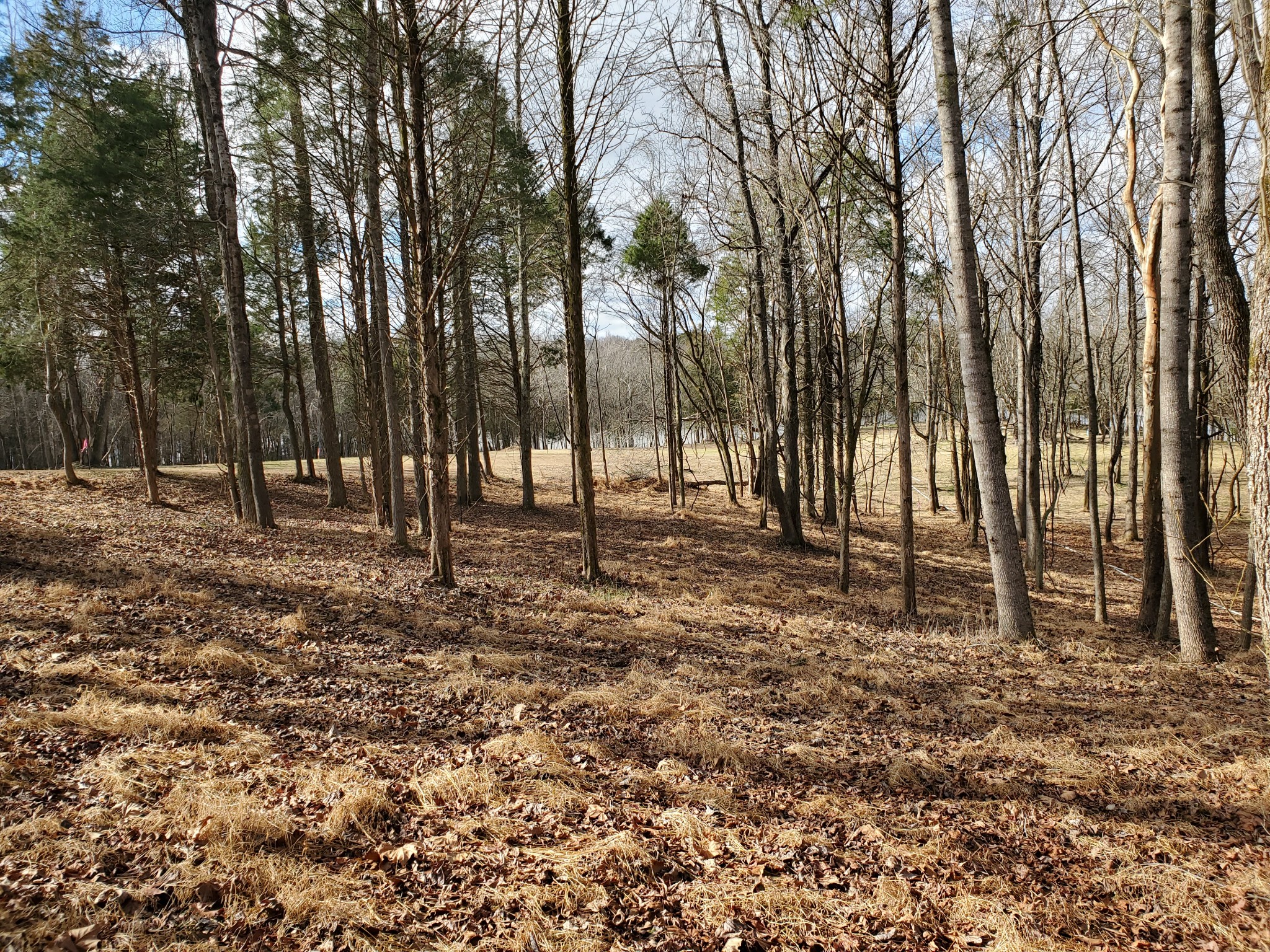 6 Flippen Road Lebanon, TN 37087 - Photo 19 of 24 a backyard of a house with lots of green space