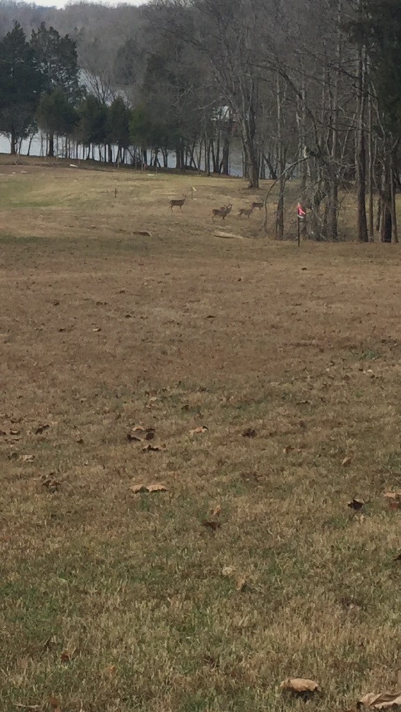 6 Flippen Road Lebanon, TN 37087 - Photo 21 of 24 a view of ocean with large trees