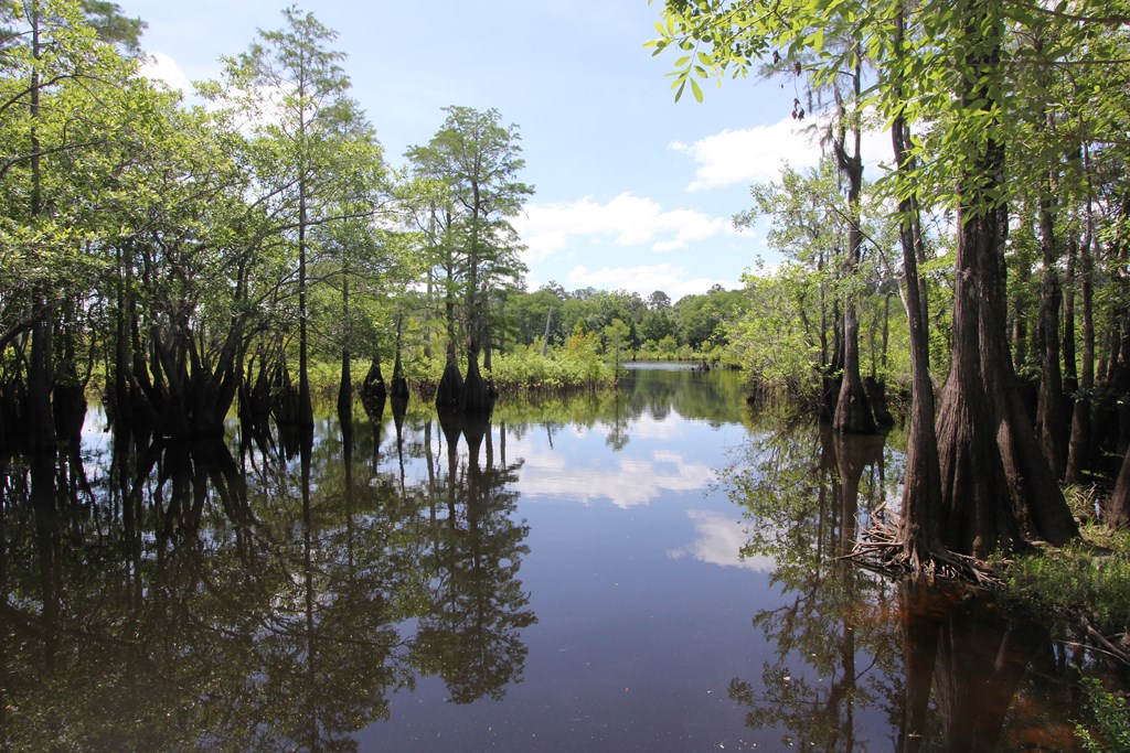 Tbd Reynolds Road Wewahitchka, FL 32465 - Photo 5 of 10