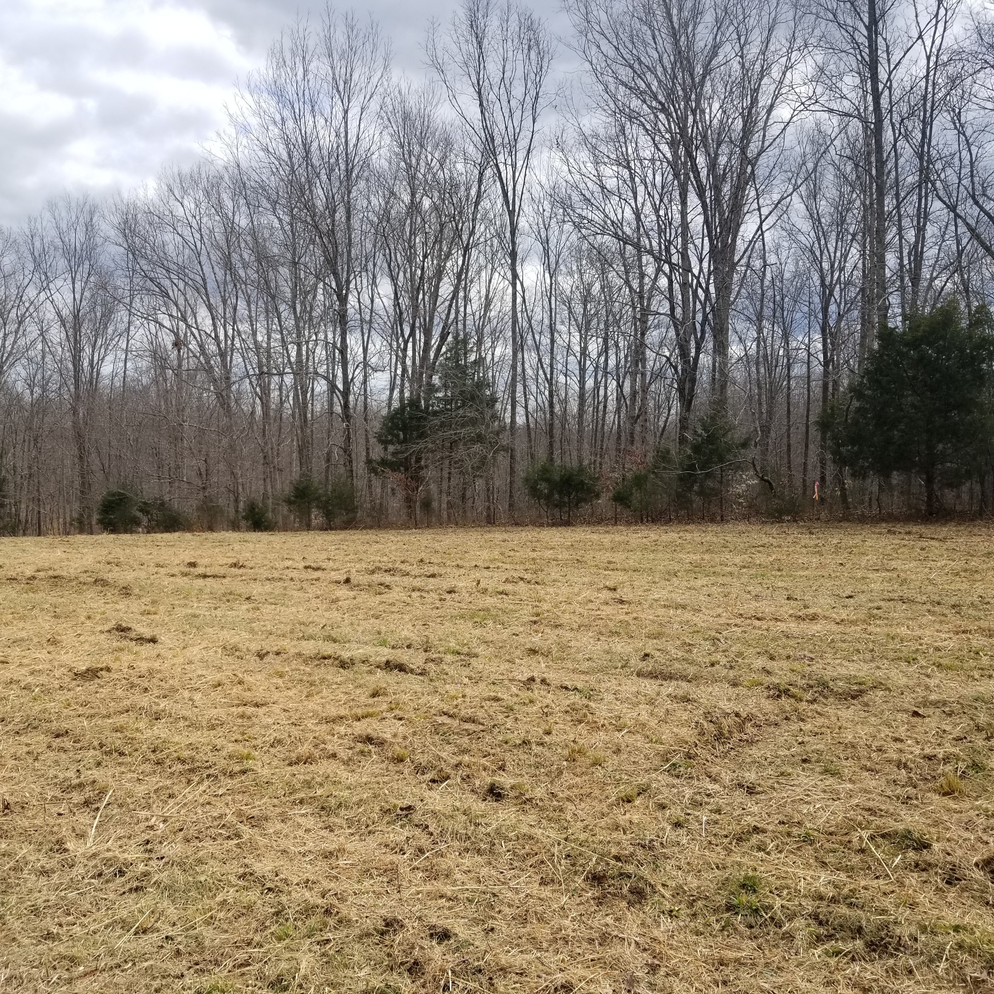 0 Binkley Cemetery Road Centerville, TN 37033 - Photo 4 of 6 a view of a yard
