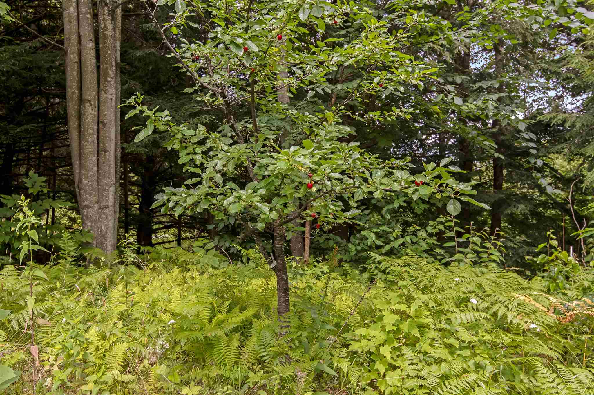 351 Riverview Road Jeffersonville, VT 05464 - Photo 9 of 21 Gallery Image 9