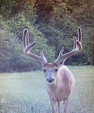 $4,995,000 | Old River Road, Vicksburg, MS 39183