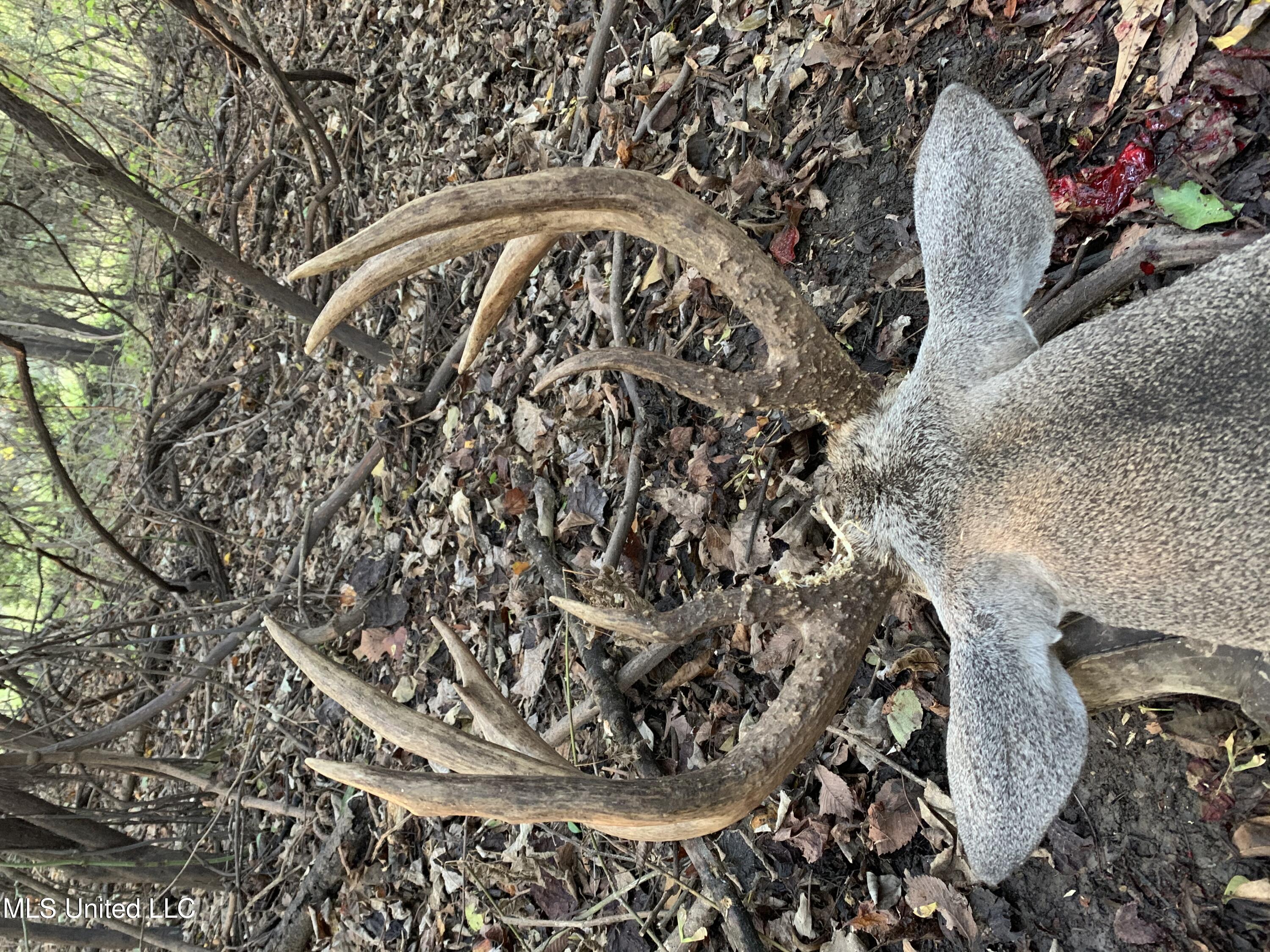 Old River Road Vicksburg, MS 39183 - Photo 78 of 93 IMG_1472