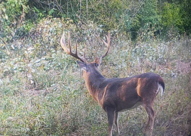 $4,995,000 | Old River Road, Vicksburg, MS 39183