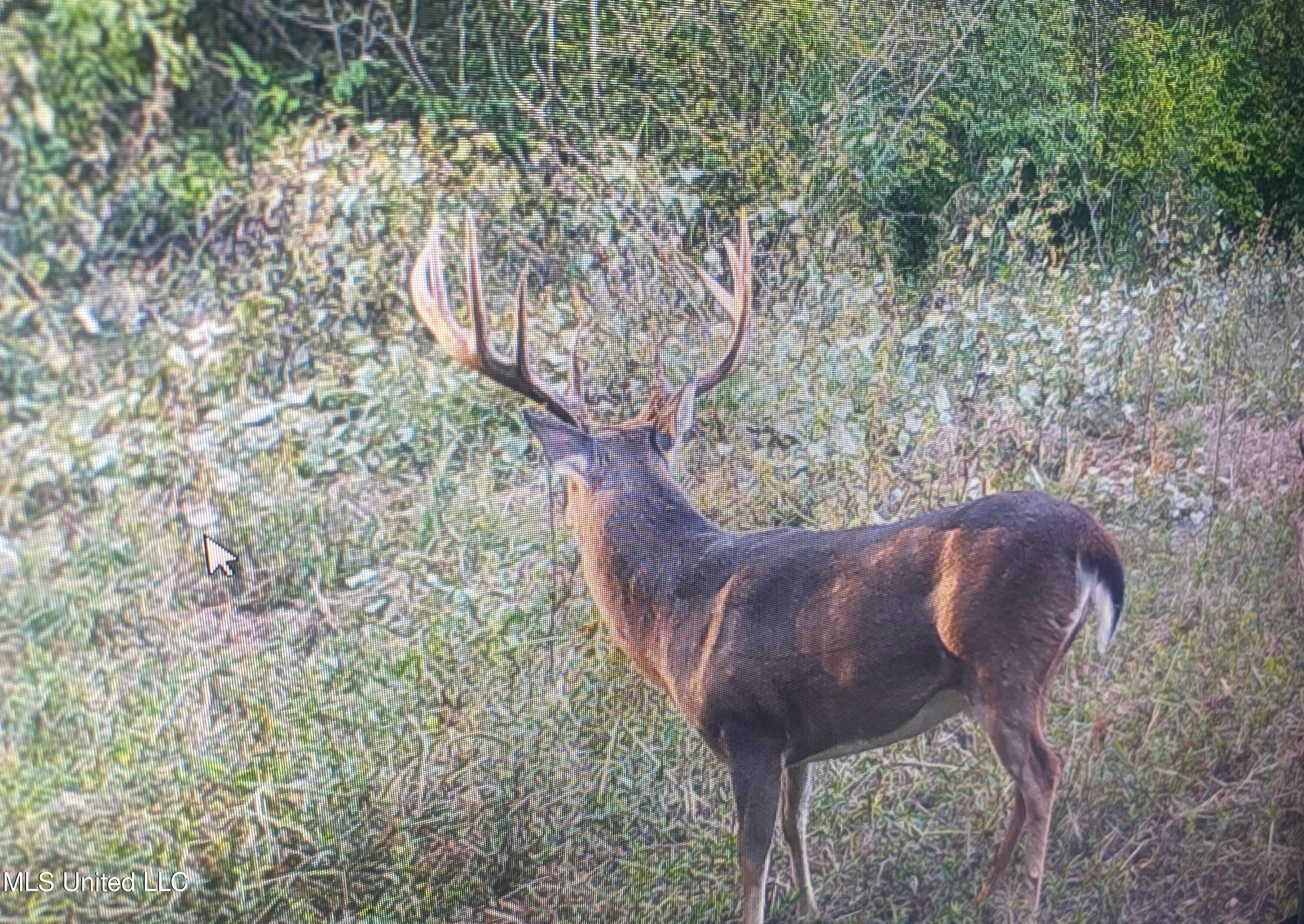 Old River Road Vicksburg, MS 39183 - Photo 79 of 93 IMG_1650