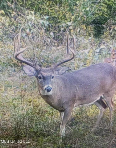 $4,995,000 | Old River Road, Vicksburg, MS 39183