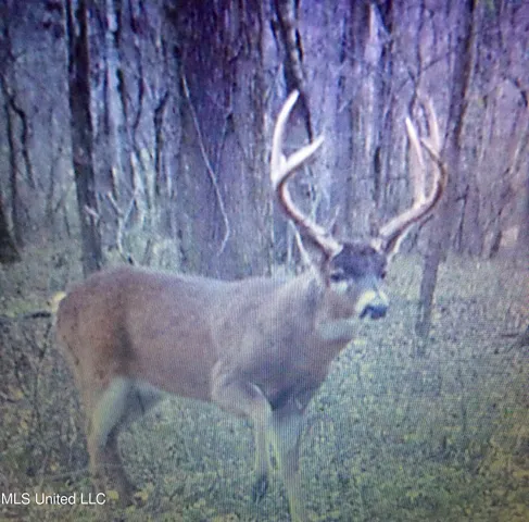 $4,995,000 | Old River Road, Vicksburg, MS 39183