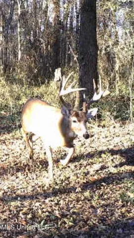 $4,995,000 | Old River Road, Vicksburg, MS 39183