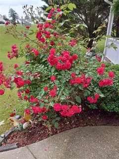 $299,900 | 113 Joshua Farms Lane, Ringgold, GA 30736