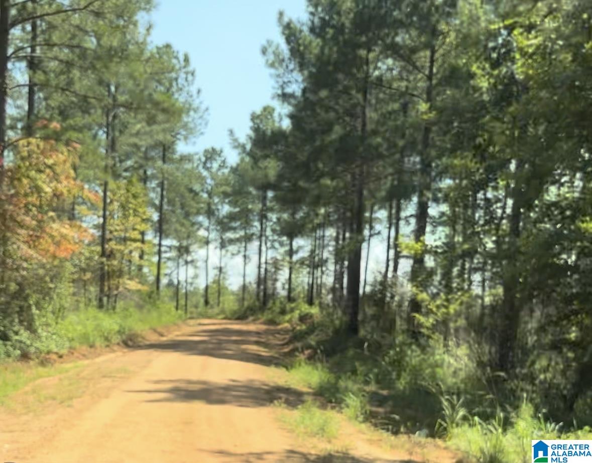 831 County Road, Unit TRACT 1 20± Wadley, AL 36276 - Photo 3 of 7