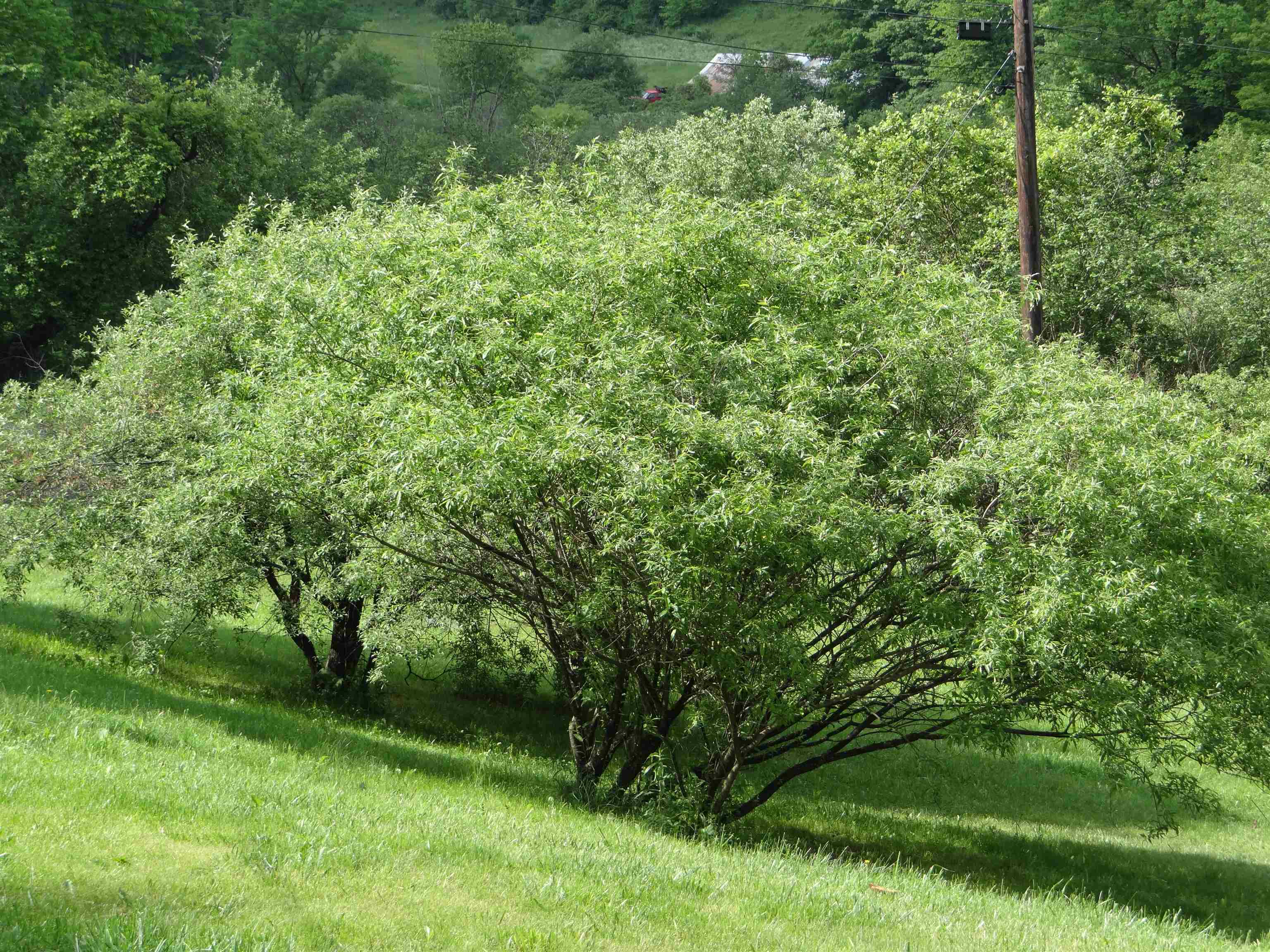 55 Powell Farm Road Sharon, VT 05065 - Photo 29 of 33