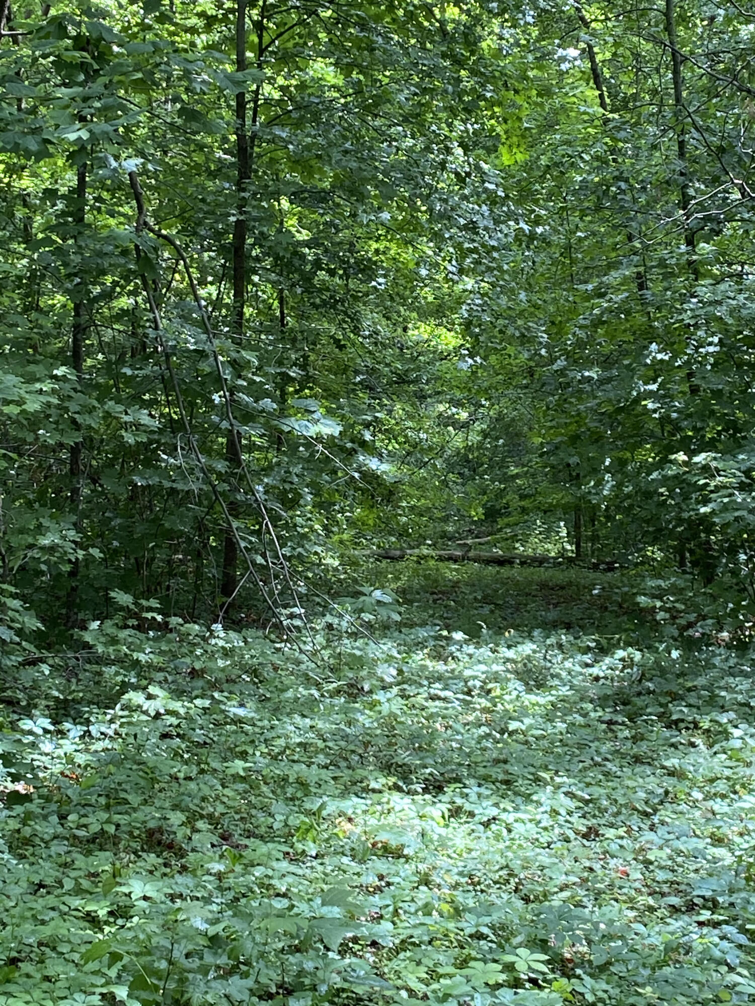 Wilder Lane Powell, TN 37849 - Photo 5 of 7 wiler3