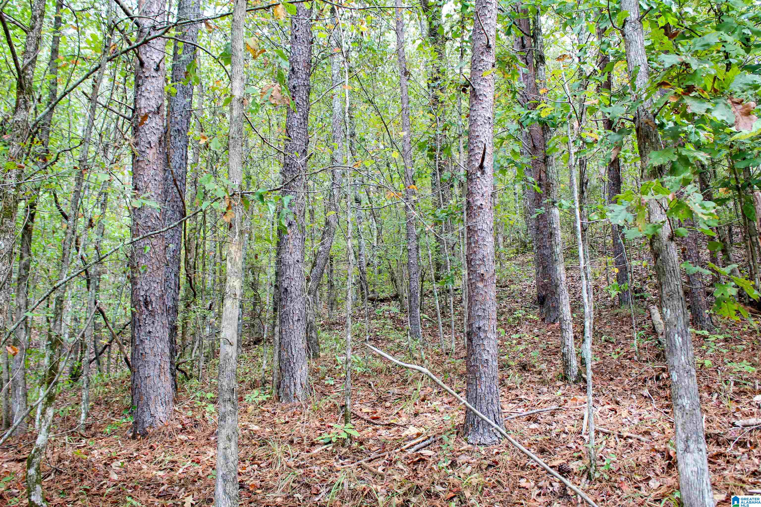1 Highway 18, Unit 1 Oakman, AL 35579 - Photo 17 of 46