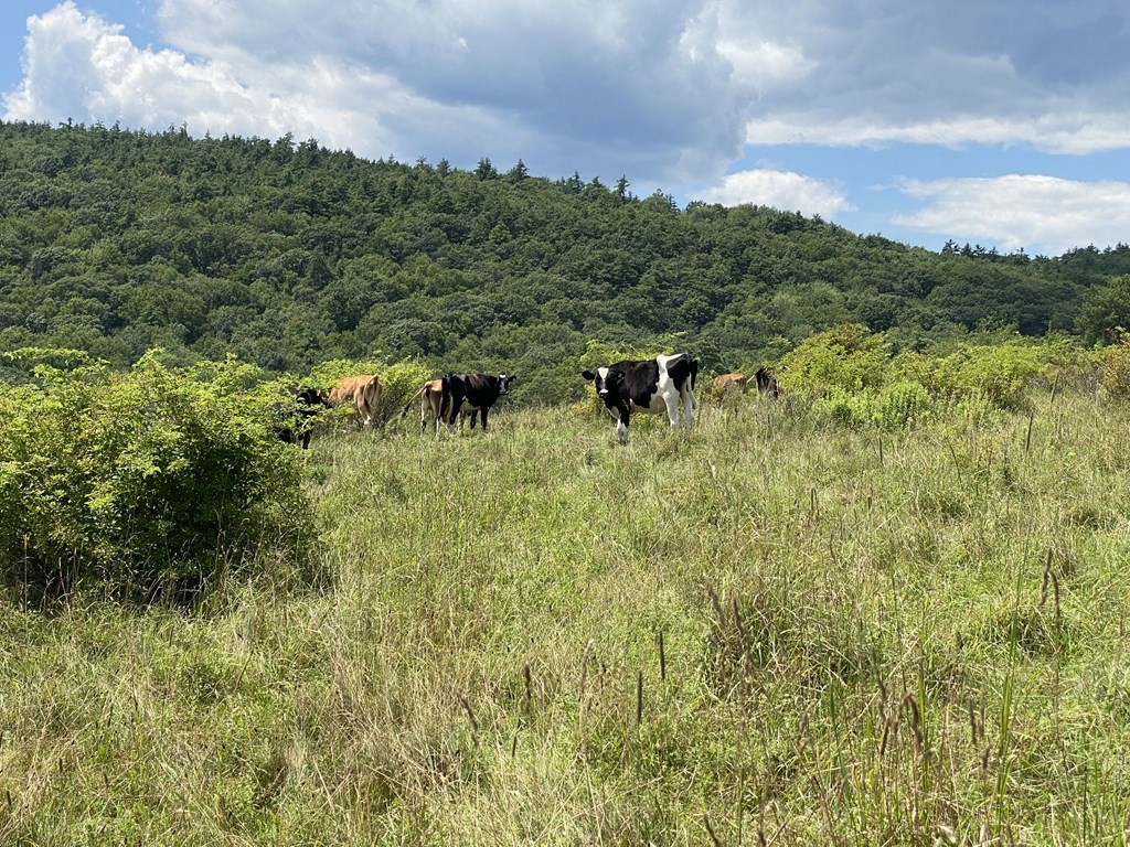 100 Brattleboro Road Bernardston, MA 01337 - Photo 35 of 42 a view of a lake with top of house