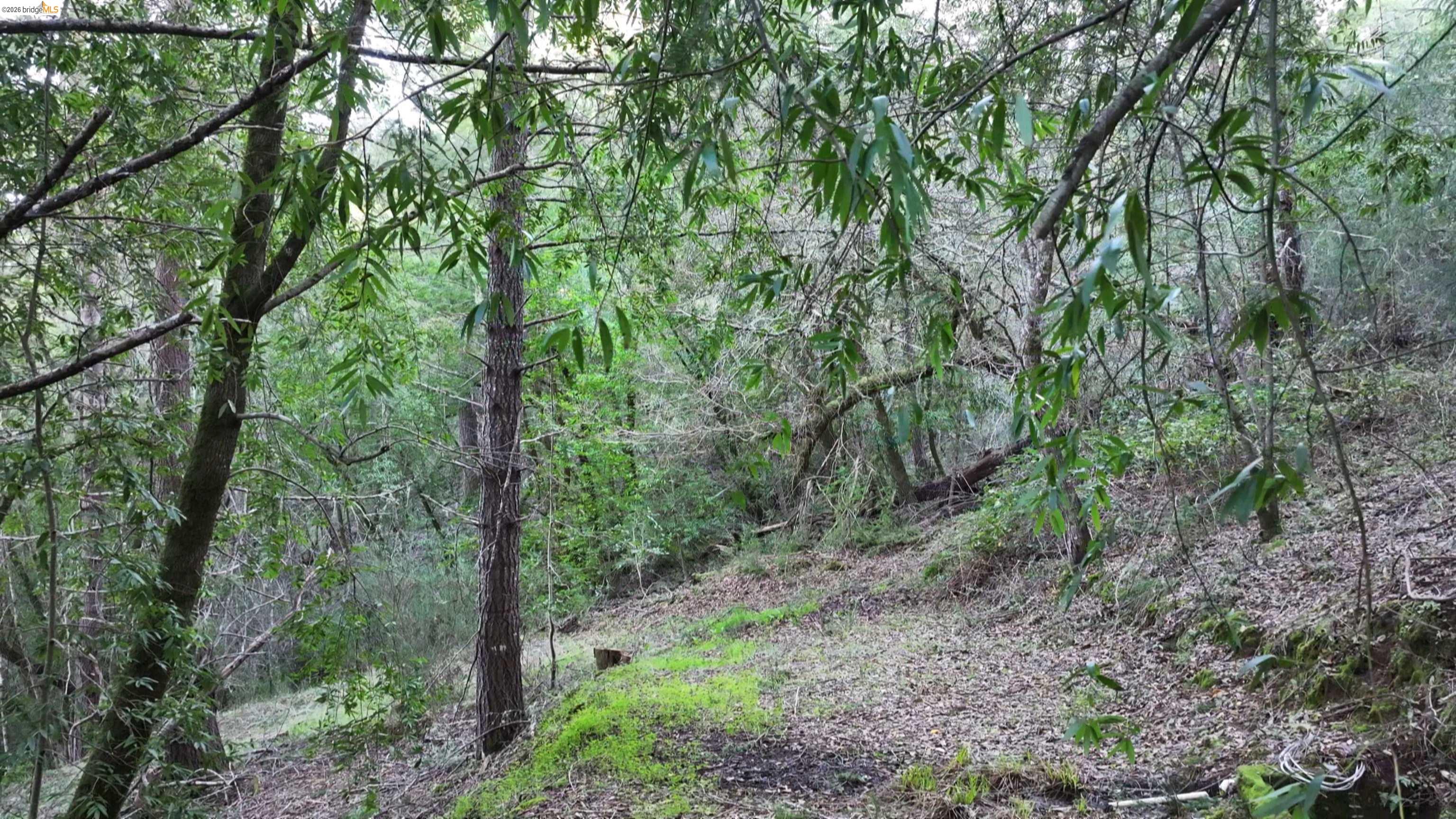 5051 Harrison Grade Road Sebastopol, CA 95472 - Photo 20 of 31 a view of a forest with trees in the background