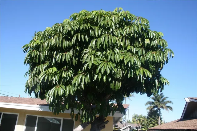 a backyard of a house with a garden