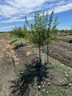 a view of a yard with plants and a bench