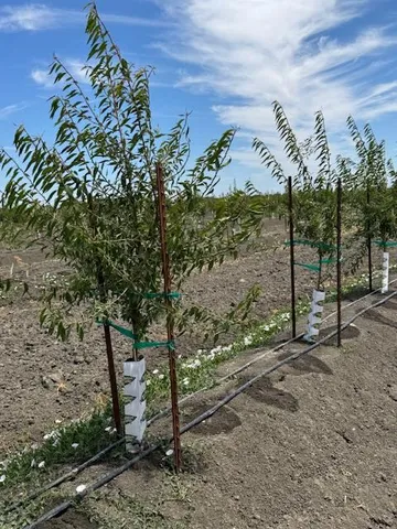a view of a field with a tree