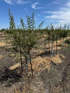 a view of a lake with a mountain in the back