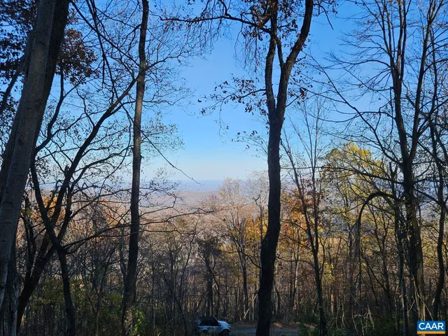 a view of a forest with trees in the background