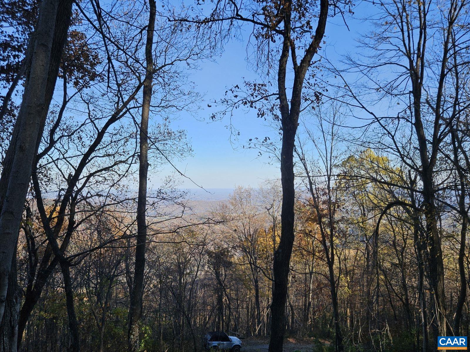 a view of a forest with trees in the background