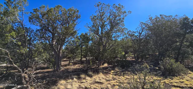 a view of a tree in a yard