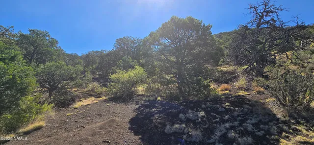 a view of a forest with a tree in the background