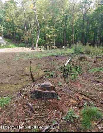 a view of a forest with trees