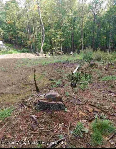 a view of a forest with trees