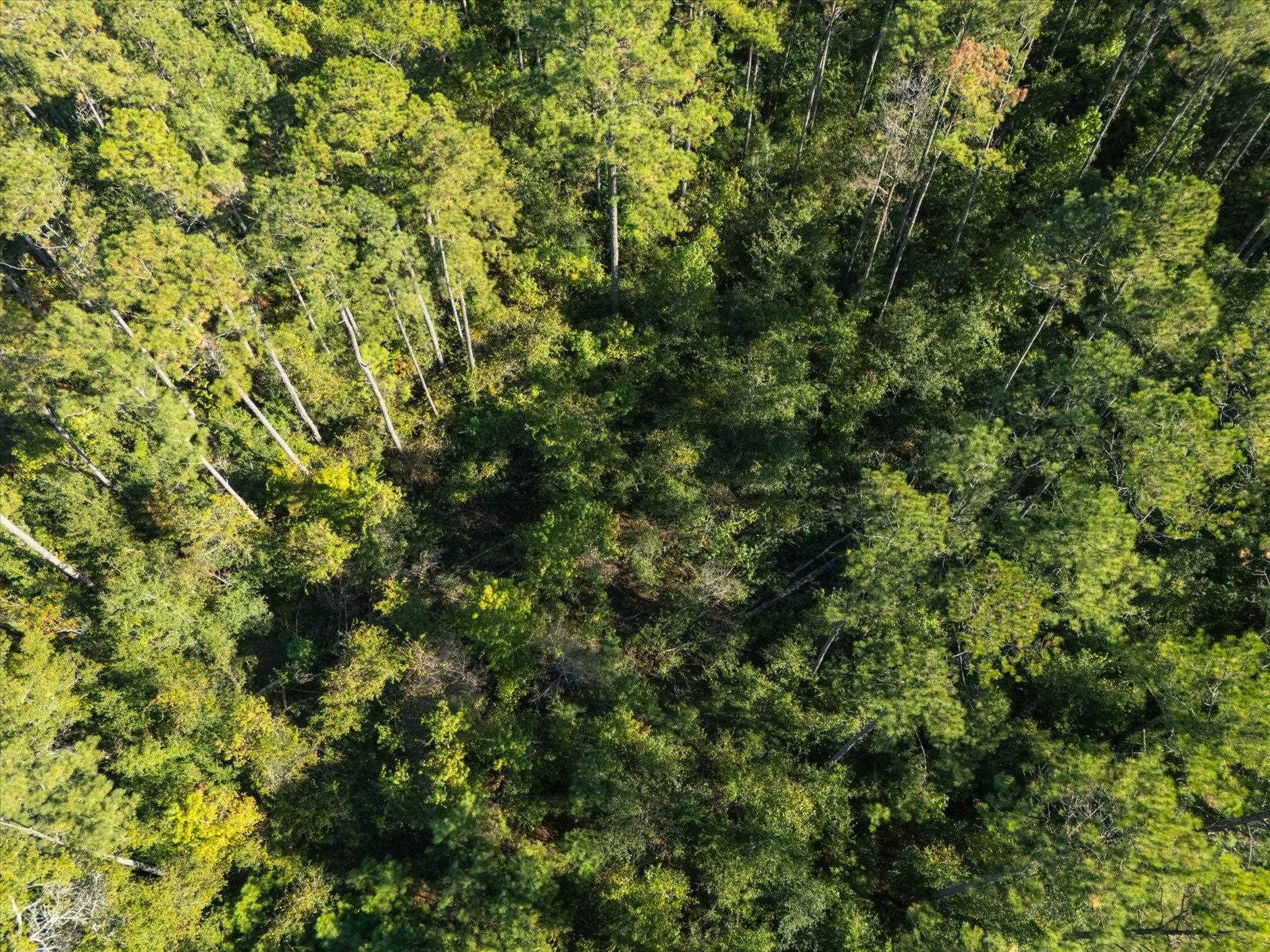 Johnny Road Lamont, FL 32336 - Photo 11 of 24