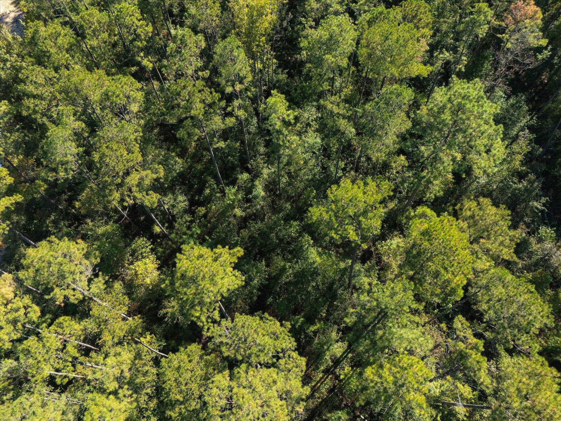 Johnny Road Lamont, FL 32336 - Photo 12 of 24