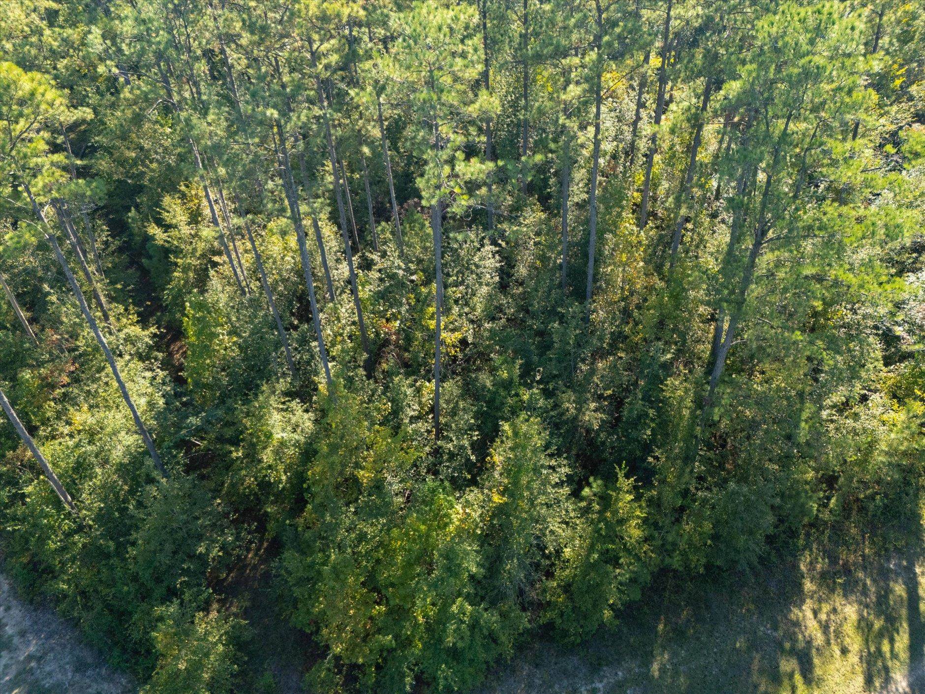 Johnny Road Lamont, FL 32336 - Photo 13 of 24