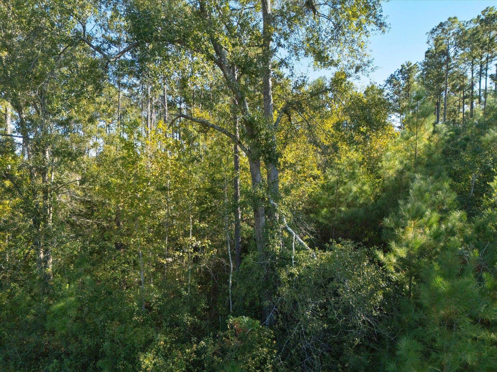 Johnny Road Lamont, FL 32336 - Photo 15 of 24