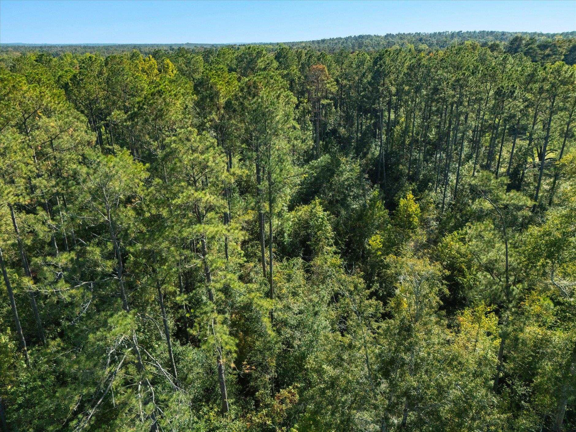 Johnny Road Lamont, FL 32336 - Photo 8 of 24