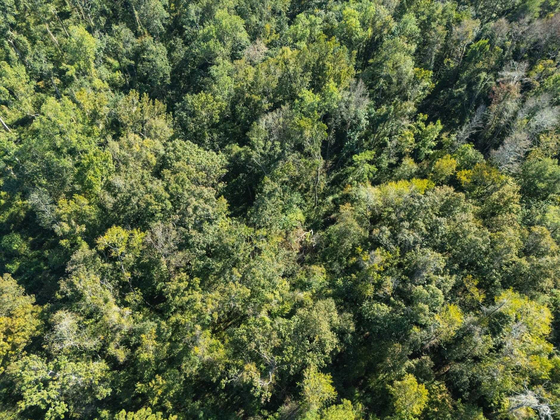 Johnny Road Lamont, FL 32336 - Photo 10 of 24