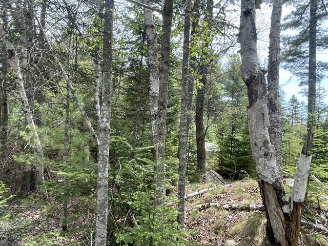 0 Reach Road Deer Isle, ME 04627 - Photo 2 of 8 IMG_7415
