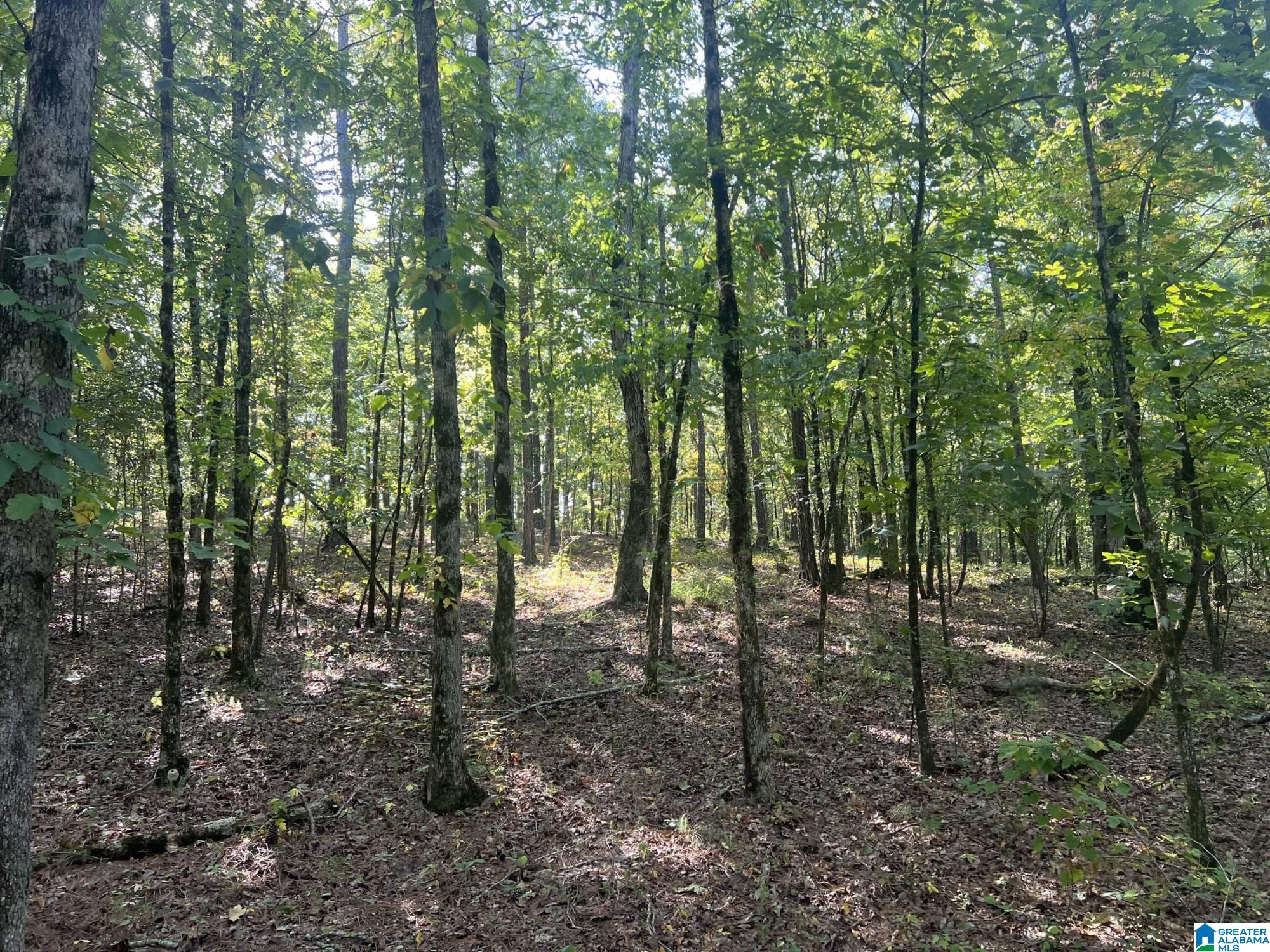 0 County Road 95 Montevallo, AL 35115 - Photo 7 of 10