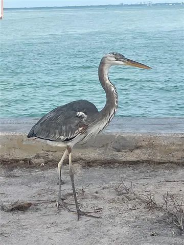 $5,500 | 575 Crandon Boulevard, Unit 307, Key Biscayne, FL 33149