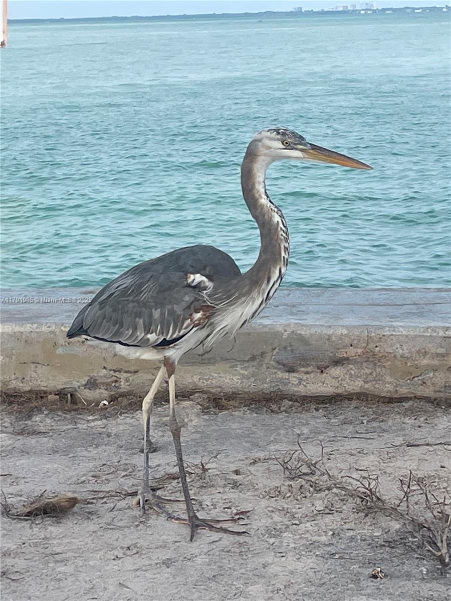 575 Crandon Boulevard, Unit 307 Key Biscayne, FL 33149 - Photo 37 of 37 a water pool with a table in it