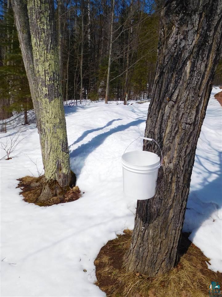 29625 McKinley Road Washburn, WI 54891 - Photo 13 of 24 Collect Maple Syrup